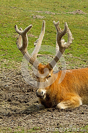 Deer resting Stock Photo