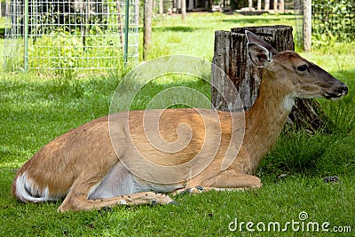 Deer Resting Stock Photo