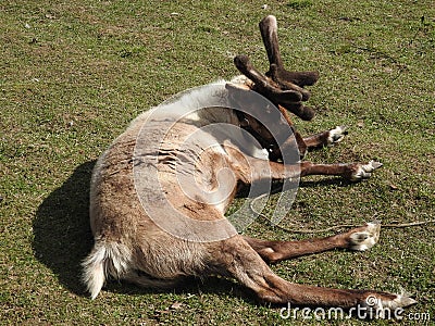 Deer resting in a meadow on a deer farm, a clear day Stock Photo