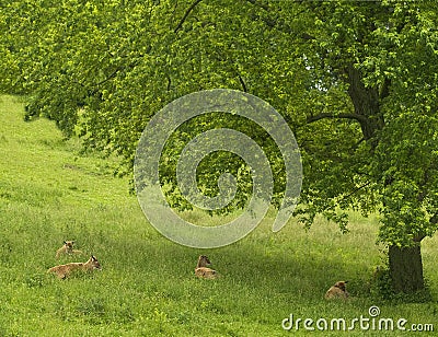 Deer resting under tree Stock Photo