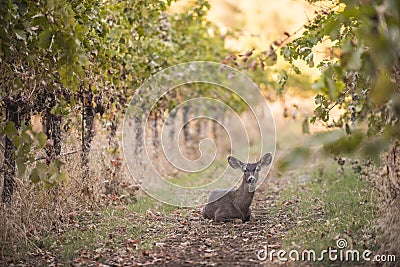 Deer rests in grape vineyard Stock Photo