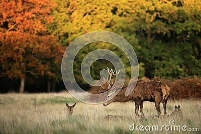 Deer in Richmond Park Stock Photo