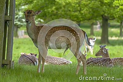 Deer in Richmond Park Stock Photo