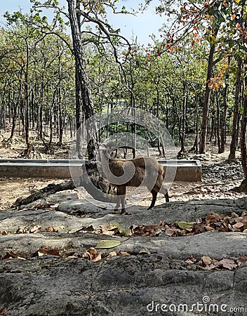 A Deer Roaming Around The Jungle Stock Photo