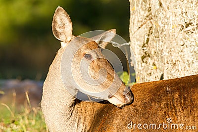 Mountain mammal deer national park abruzzo italy Stock Photo