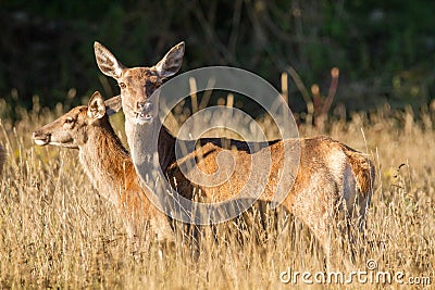 Mountain mammal deer national park abruzzo italy Stock Photo