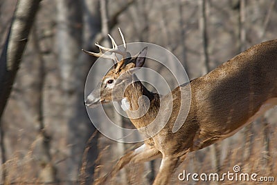 Deer running Stock Photo