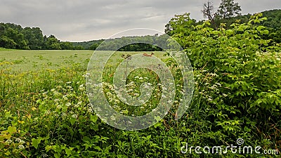 Deer Running Through Field in Wisconsin Stock Photo