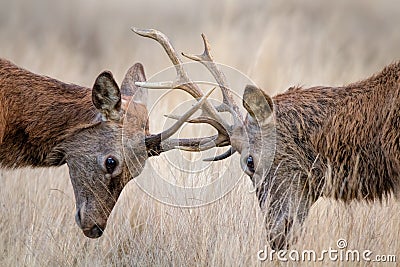 Deer Rutting. Animals fighting mating season. Stock Photo