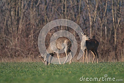 Deer on scope and eat. Stock Photo