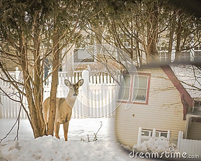 Looking at Deer Out Car Windo Stock Photo