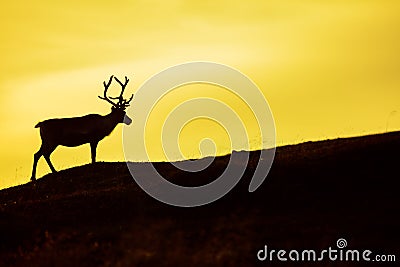 Deer silhouette Stock Photo