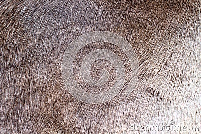 Deer skin close up. Top view Stock Photo