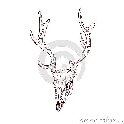 Deer skull with horns. Dead animals head bone with antlers. Vintage anatomy drawing of etched skeleton. Outlined cranium Vector Illustration