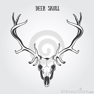 Deer Skull Vector Illustration