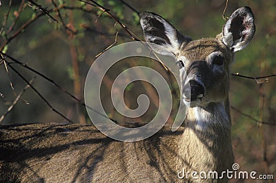 Deer in spring, Skyline Drive, Shenandoah National Park, VA Stock Photo