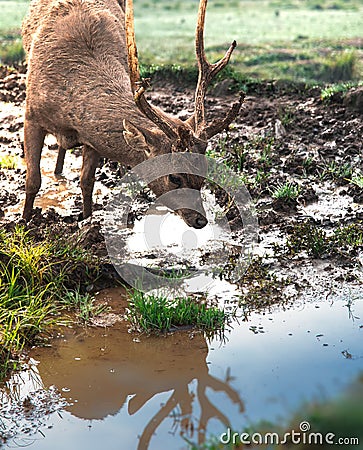 Deer or Stag with Broken Antlers Thirsty and Drinking Fresh Muddy Water At The River Side Stock Photo