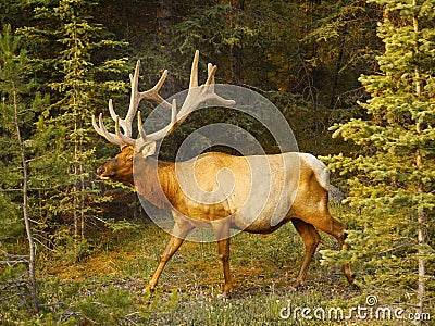 Deer Stag Buck Stock Photo