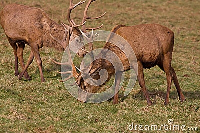 Deer Stags in Winter Stock Photo