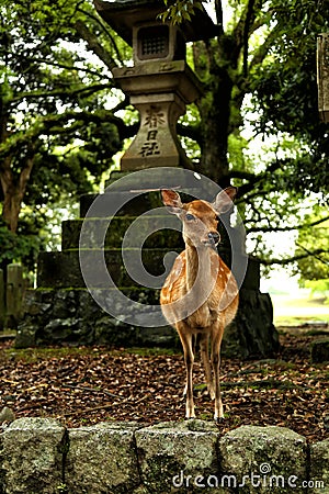 Deer standing in a forest Stock Photo