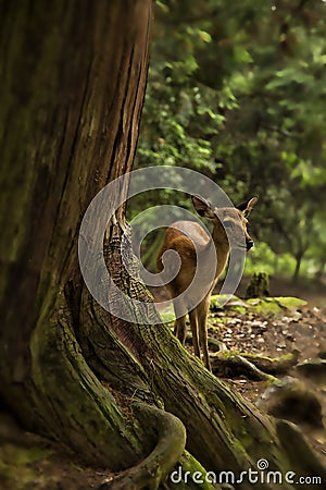 Deer standing in a forest Stock Photo