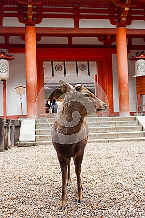 A deer standing in front of Kasuga Temple in Nara, Japan Editorial Stock Photo