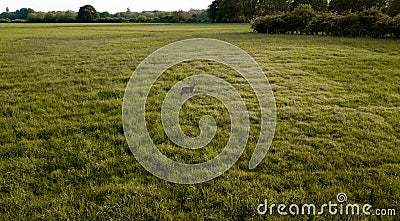 A Deer standing in the middle of a green field Stock Photo