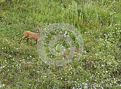 Deer standing in overgrown field. Stock Photo