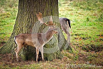 Deer standing by a tree Stock Photo