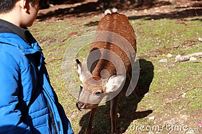 Deer standing and Waiting for feeding from the boy at Nara city. Tourist can close and feed to deer. Editorial Stock Photo