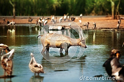 Deer Stock Photo