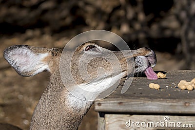 Deer Stealing Peanut Stock Photo