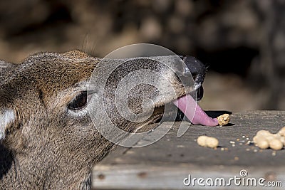 Deer Stealing A Peanut Stock Photo