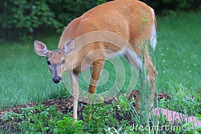 Deer in a Suburban Environment Stock Photo