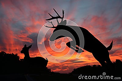 Deer Sunset - Whitetail Doe and Leaping Buck Stock Photo