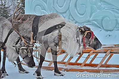 Deer team Khanty sledges in winter Stock Photo