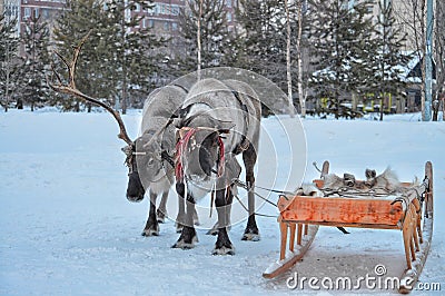 Deer team Khanty sledges in winter Stock Photo