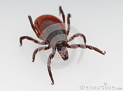 Deer tick Stock Photo