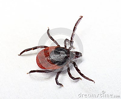 Deer tick Ixodes scapularis Stock Photo