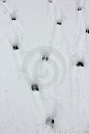 Deer tracks Stock Photo