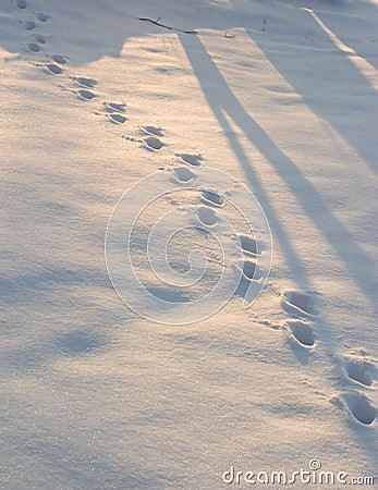 Deer tracks Stock Photo