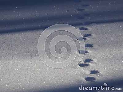 Deer tracks Stock Photo