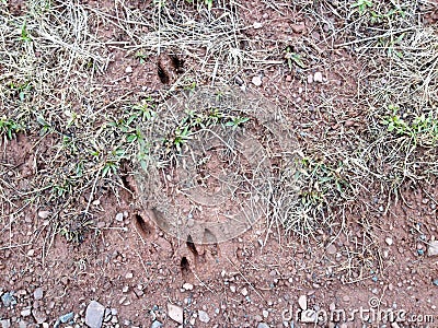 Deer tracks prints in mud Stock Photo