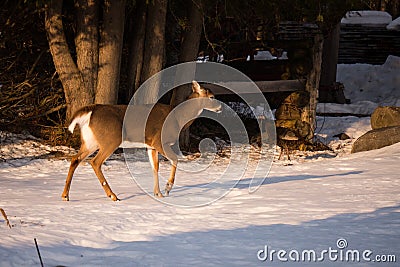 Deer with Turkey in Winter Stock Photo