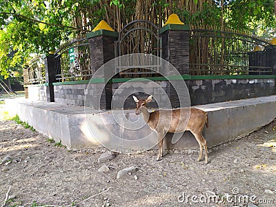 deer are under the banyan tree Stock Photo