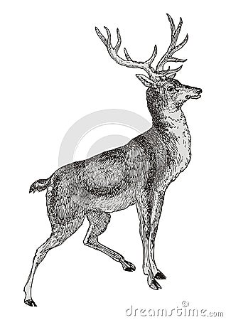 Deer Vector Illustration