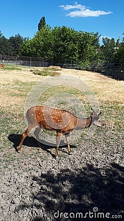 Deer are very beautiful animals with a graceful elongated body, a long neck, slender limbs, a short tail and a pointed head with l Stock Photo