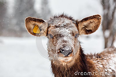 A deer from Visim strict natural reserve in Russia. Editorial Stock Photo