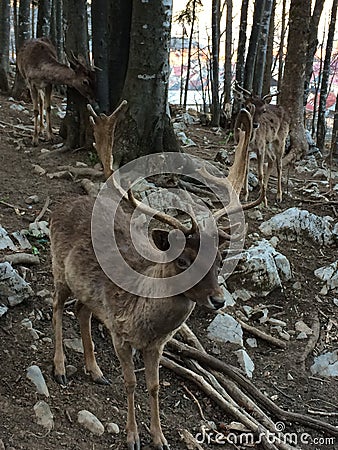 Deer waiting for food Stock Photo