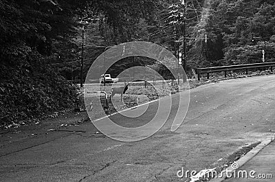 Deer walks near to the road Stock Photo